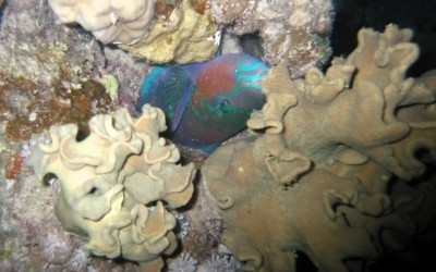 Parrotfish02